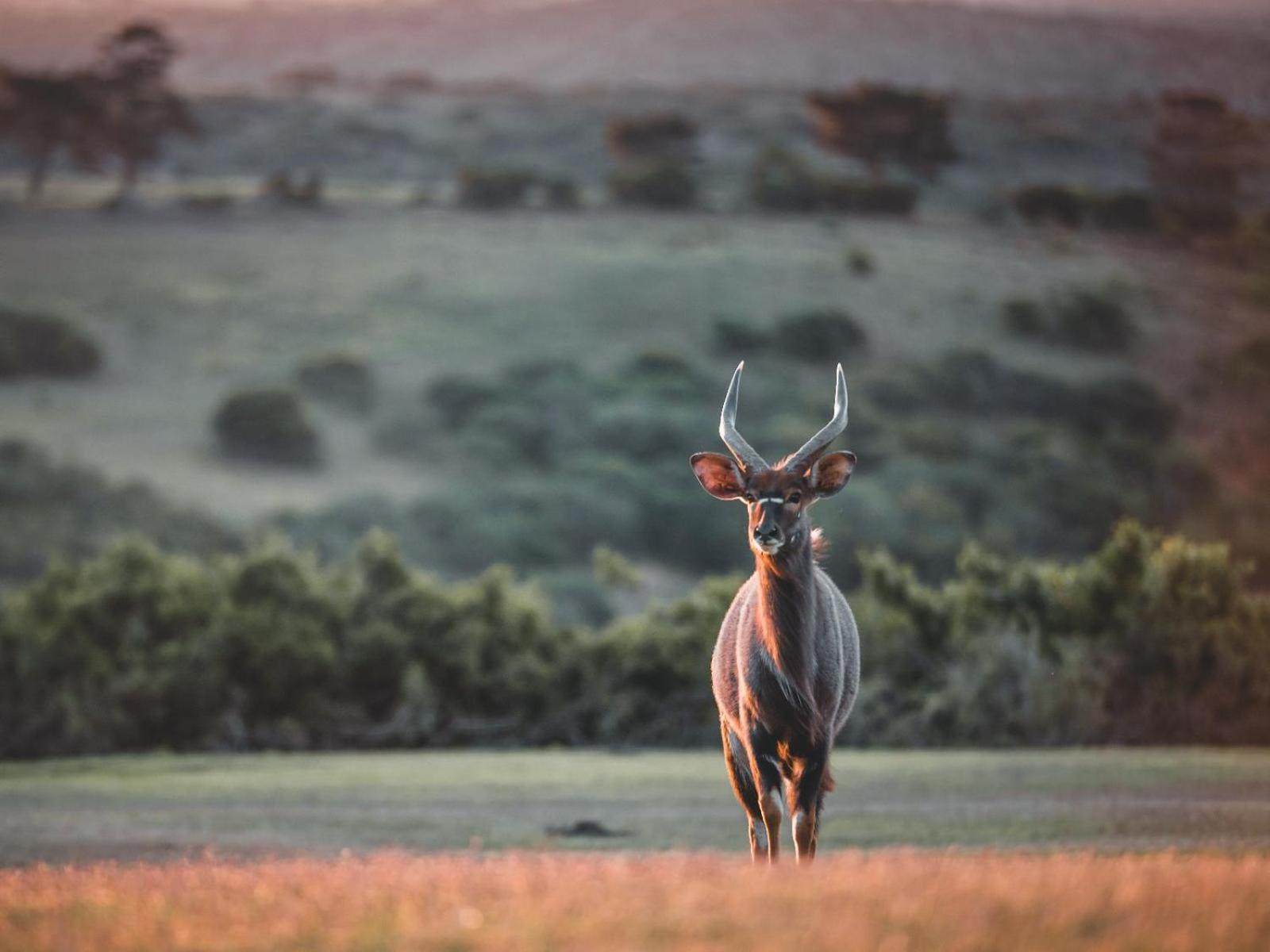 Alexandria  Umbono Private Game Lodge מראה חיצוני תמונה